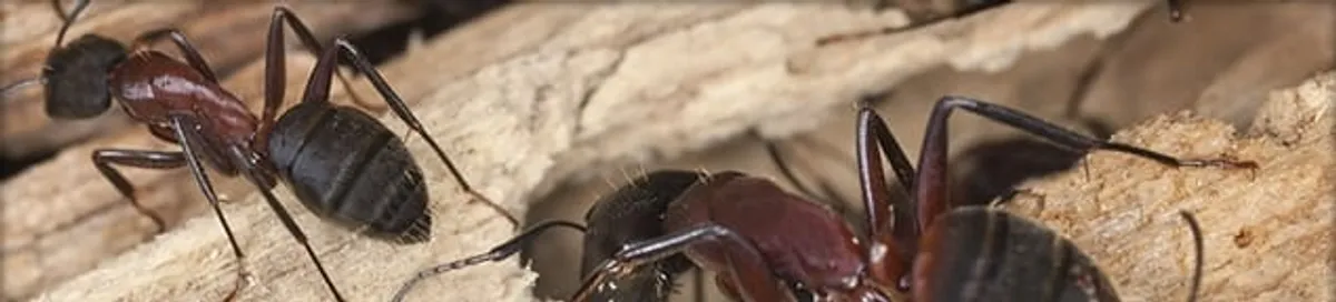 Close-up of ants on wood showing an active ant infestation in Los Angeles, CA