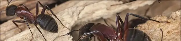 Close-up of ants on wood showing an active ant infestation in Los Angeles, CA