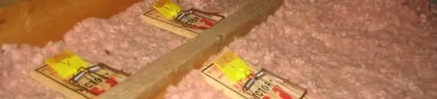 Mouse traps placed in an attic for rodent control in Los Angeles, CA