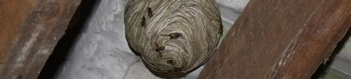 Wasp nest in an attic space, a common home infestation risk in Los Angeles, CA