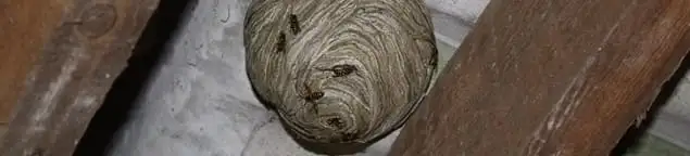 Wasp nest in an attic space, a common home infestation risk in Los Angeles, CA