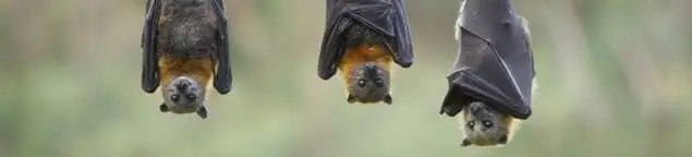 Bats roosting together, a common sign of a bat infestation in Los Angeles, CA
