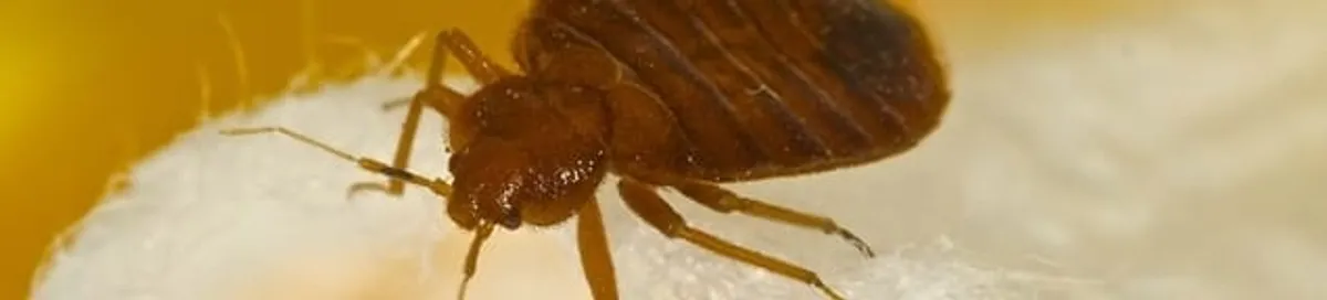 Close-up of a bed bug, a sign of an active infestation in Los Angeles, CA