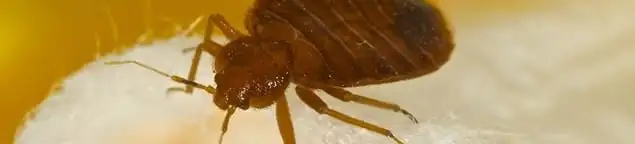 Close-up of a bed bug, a sign of an active infestation in Los Angeles, CA