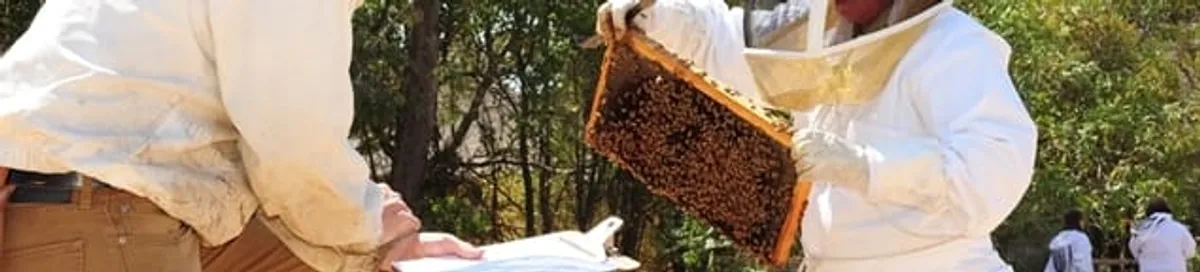 Bee removal specialists relocating a hive and honeycomb safely in Los Angeles, CA
