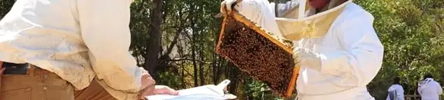 Bee removal specialists relocating a hive and honeycomb safely in Los Angeles, CA
