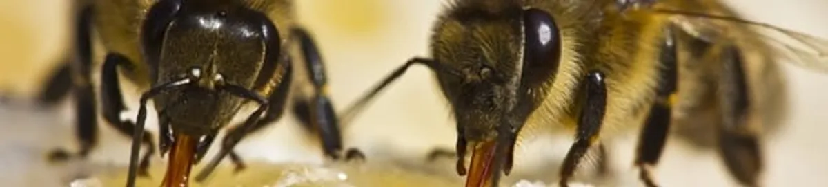 Close-up of honey bees, a sign of a nearby hive in Los Angeles, CA
