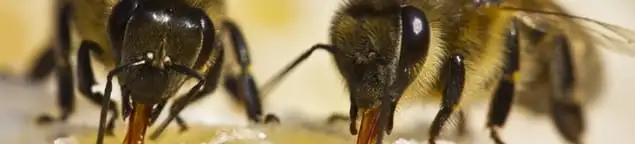 Close-up of honey bees, a sign of a nearby hive in Los Angeles, CA