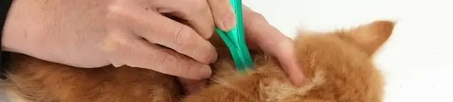 Flea treatment for pets using a flea comb, a sign of flea problems in Los Angeles, CA