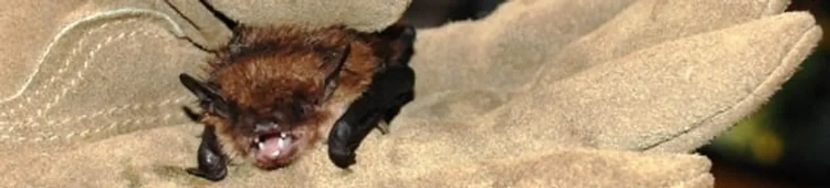Bat removal specialist holding a bat safely during humane exclusion in Los Angeles, CA