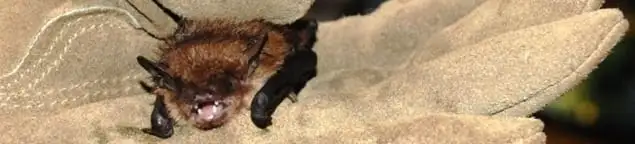 Bat removal specialist holding a bat safely during humane exclusion in Los Angeles, CA