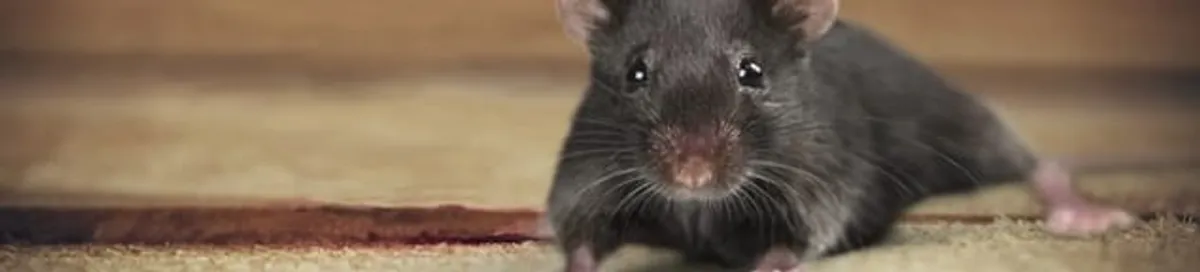 Mouse indoors, a common sign of a rodent infestation in Los Angeles, CA