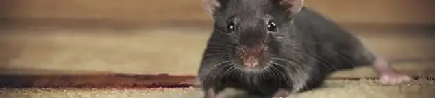 Mouse indoors, a common sign of a rodent infestation in Los Angeles, CA