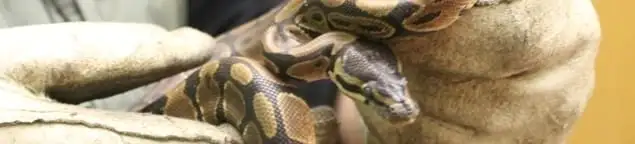 Snake removal specialist safely handling a snake with protective gloves in Los Angeles, CA