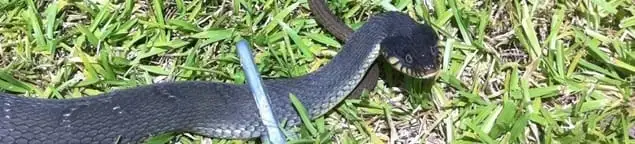 Snake in a yard, a common sign of a snake problem near a home in Los Angeles, CA