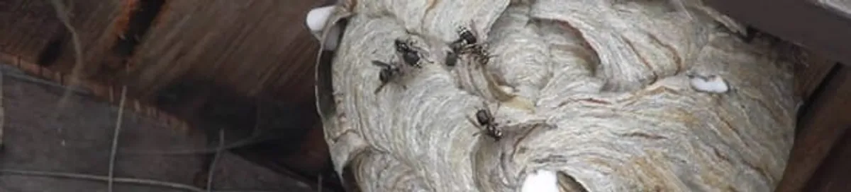 Close-up of a wasp nest with active wasps, a sign of an infestation in Los Angeles, CA