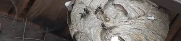 Close-up of a wasp nest with active wasps, a sign of an infestation in Los Angeles, CA